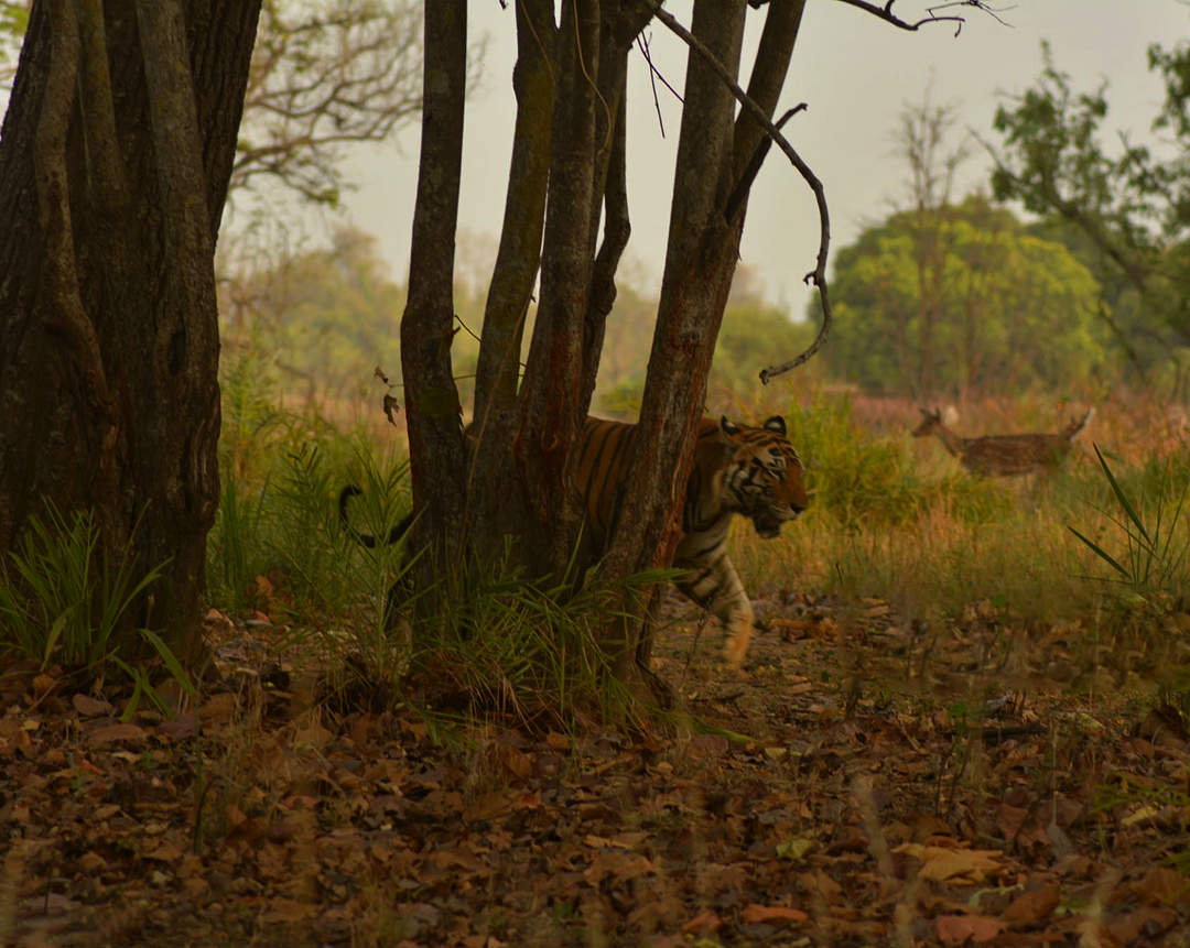 2 Nights / 3 Days Kanha Tour ( 1 Gypsy Safari )